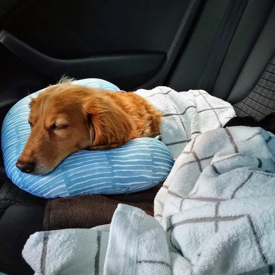 犬とネックピロー