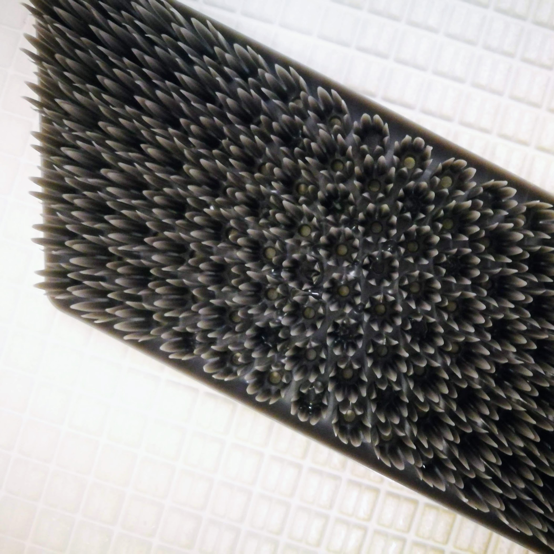 プラタワフォーバス