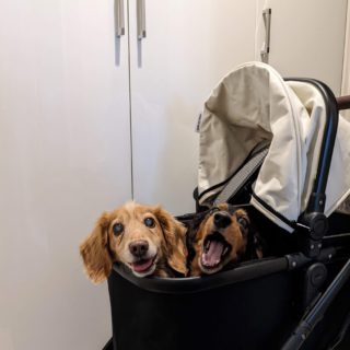 犬と避難するためのキャリー