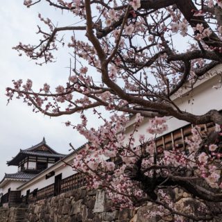 広島城の梅の花